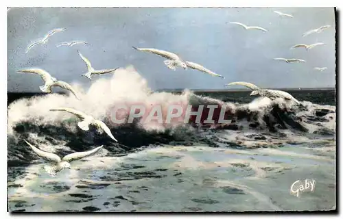 Cartes postales La Cote Jetant son cri plaintif la mouette immaculee se joue des elementsni la mer dechinee