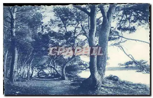 Cartes postales Sous bois aux Iles de Lerins