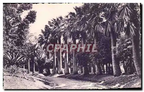 Ansichtskarte AK Le Vegetation sur la Cote d'Azur Allee des Dattiers