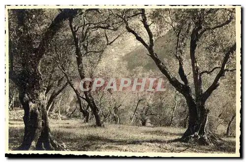 Ansichtskarte AK Cote d'Azur Sous bois d'Oliviers