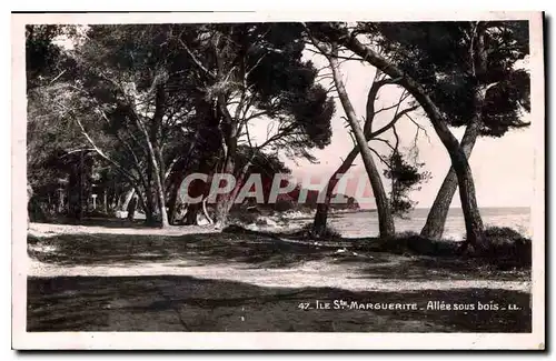 Ansichtskarte AK Ile Ste Marguerite Allee sous bois