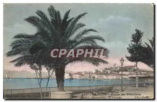 Cartes postales Cannes Entre les Palmiers