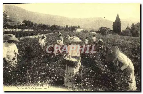 REPRO Sur la Cote d'Azur La Cueillette du Jasmin