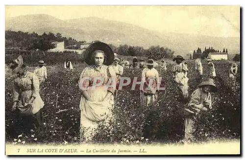 REPRO Sur la Cote d'Azur La Cueillette du Jasmin