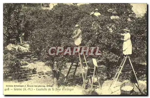 REPRO Grasse A M Ceuillette de la fleur d'oranger