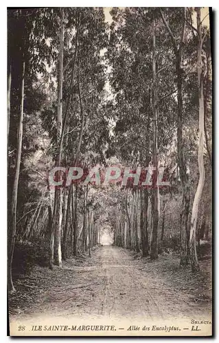 Cartes postales Ile Sainte Marguerite Allee des Eucalyptus