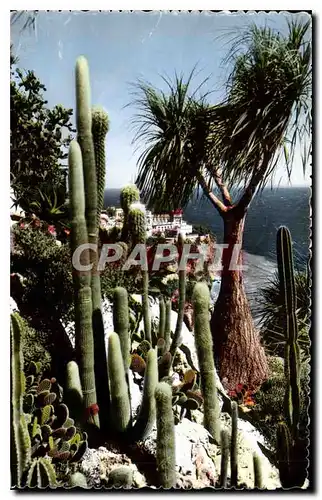 Cartes postales Jardin Exotique de Monaco Symphonie en blanc Natina recurvata