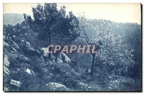 Ansichtskarte AK La Cote d'Azur Etude d'Arbres