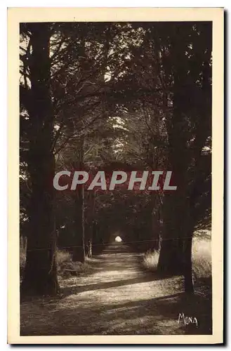 Cartes postales Ile Saint Honorat Allee des Cypres conduisant au monastere