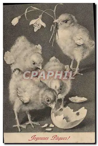 Cartes postales Joyeuses Paques Poussins