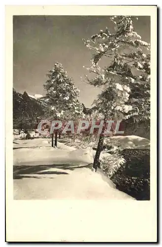 Cartes postales Arbres sous la neige