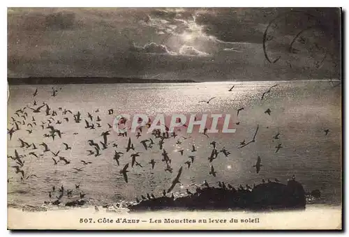 Cartes postales Cote d'Azur Les Mouettes au lever du soleil