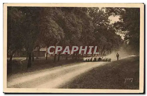 Cartes postales Les Landes de Cascogne sur les Routes Poudreuses Berger Moutons