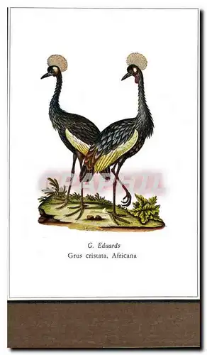 Cartes postales moderne G Eduards Grus Cristata Africana  Oiseaux