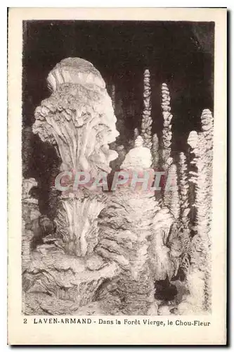 Cartes postales L'Aven Armand Dans la Foret Vierge le Chou Fleur