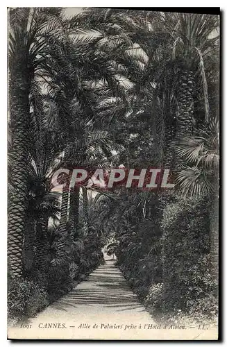 Ansichtskarte AK Cannes Allee de Palmiers prise a l'Hotel d 'Albion