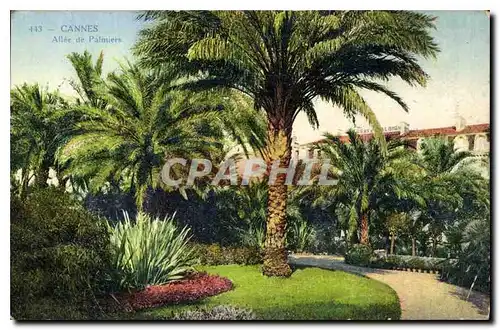 Cartes postales Cannes Allee de Palmiers