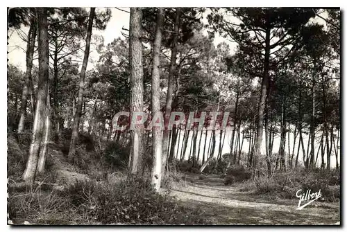 Cartes postales Soula sur Mer Sous Bois