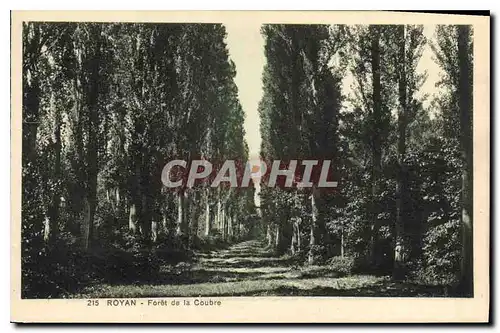 Cartes postales Royan Foret de la Coubre