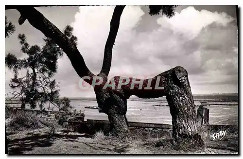 Cartes postales Ronce les Bains Ch Mme Mus de Loup Le Pin Tordu