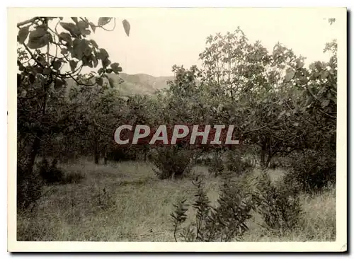 Photo Plantation de figuiers