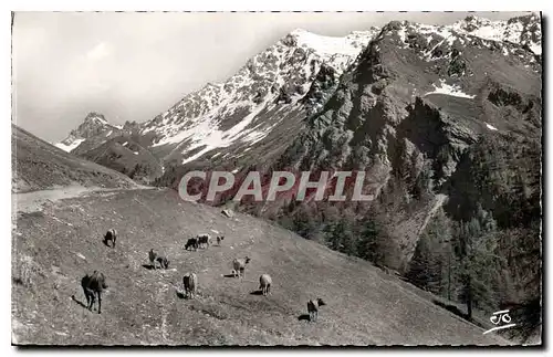 Ansichtskarte AK Les Alpes Saint Veran Paturages Tete des Taillies Pic de la Farneireta