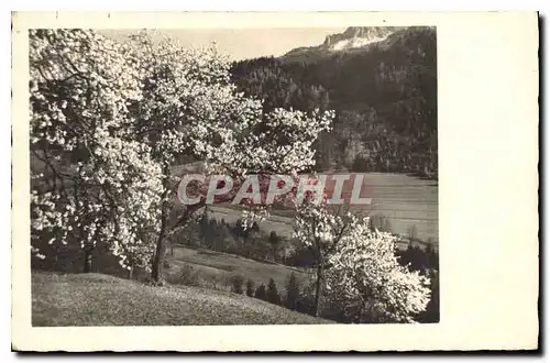 Cartes postales Suisse Arbre
