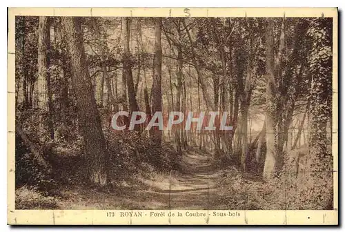 Cartes postales Royan Foret de la Coubre Sous bois