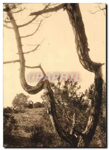 Cartes postales Les Pins qui veulent Braver la Tempete