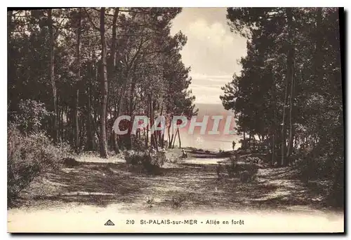 Cartes postales St Palais sur Mer Allee en foret