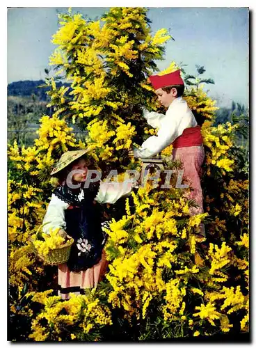 Cartes postales moderne Les Fleurs de la Cote d'Azur Mimosas