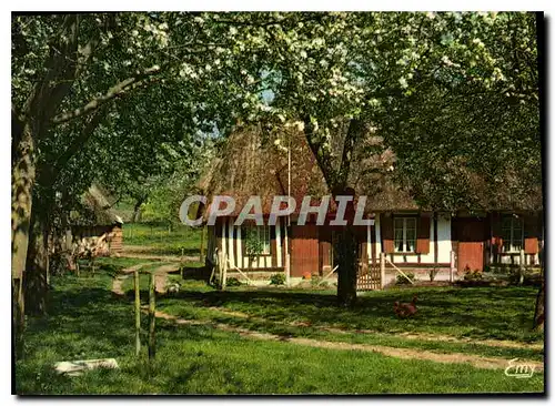 Cartes postales moderne La Normandie Pittoresque Chaumiere Normande au Printemps