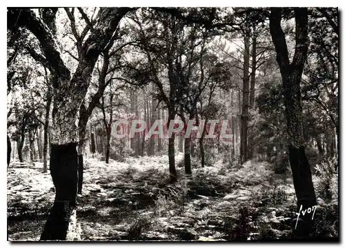 Moderne Karte Les Landes de Gascogne Foret de Chnes Liege