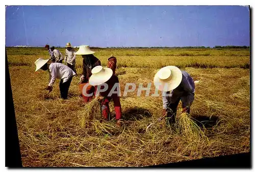 Cartes postales moderne Thai Farmers are Harvesting their rice