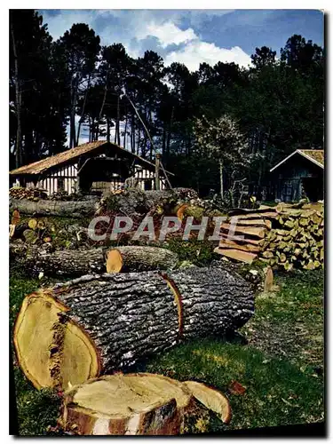 Cartes postales moderne Au pays Landais Vieille Ferme en bordure de la foret