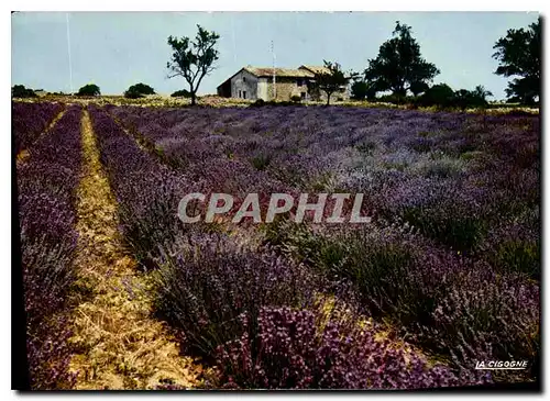 Cartes postales moderne Reflets de Provence Champ de Lavande