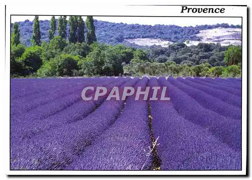Cartes postales moderne Reflets de Provence Photo Pailhares