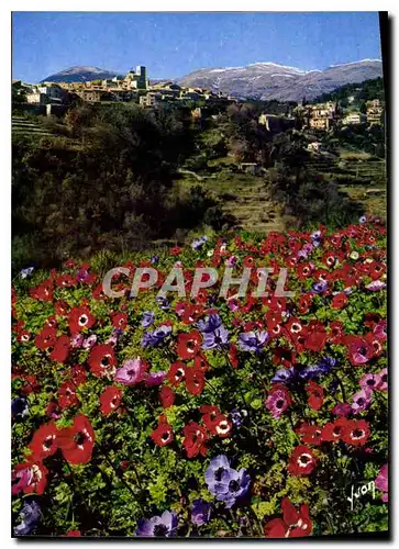 Cartes postales moderne La Cote d'Azur miracle de la nature Saint Paul de Vence Alpes Maritimes la floraison des anemone