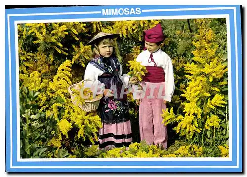 Cartes postales moderne La Cote d'Azur Mimosas Enfants Folklore