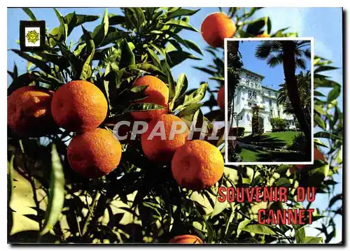 Cartes postales moderne Souvenir du Cannes Cote d'Azur