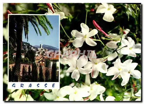 Cartes postales moderne Cote d'Azur Carrefour Mondial du tourisme Grasse Cite des Fleurs et des Parfumes le jasmine