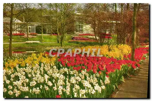 Cartes postales moderne Keukenhof Lisse Holland