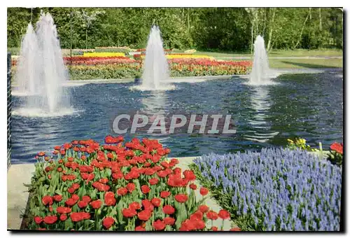 Cartes postales moderne Keukenhof Lisse Holland