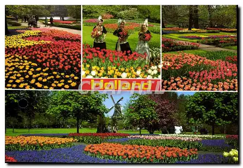 Cartes postales moderne La Hollande en parute des fleurs