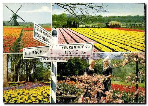 Cartes postales moderne Holland en Bloementooi