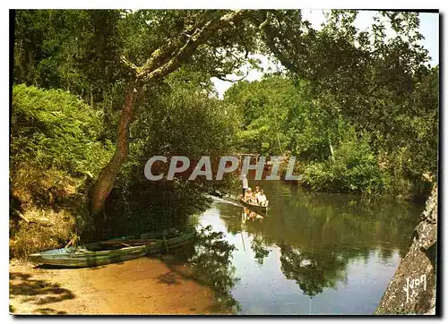 Cartes postales moderne Couleurs et Lumiere de France Les Landes le Courant d'Huchet pres de Leon