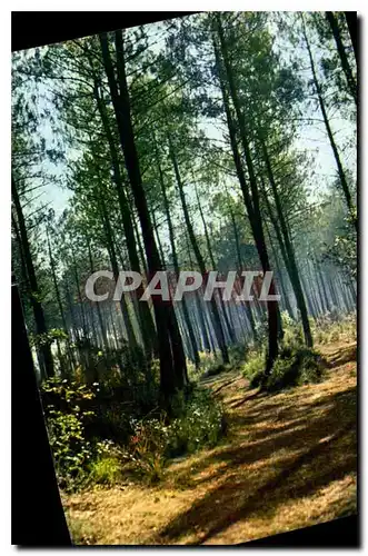 Moderne Karte Couleurs et lumiere de France Les Landes de Gascogne foret landaise