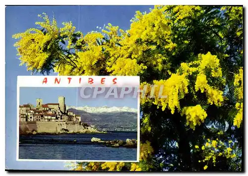 Cartes postales moderne La Cote d'Azur French Riviera Antibes