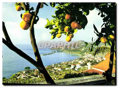 Cartes postales moderne Funchal Madeira vue Occidentale