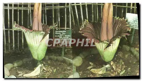 Cartes postales moderne Botanical Garden Bogor Indonesia